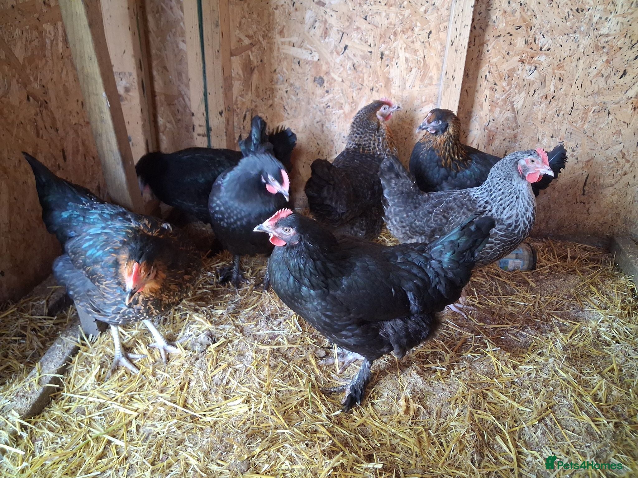 Chickens poultry Point of lay various breeds - Advert 2