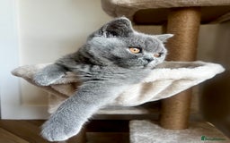 British Shorthair cats for sale: STUNNING pedigree solid blue 7month female kitten  - Image 2