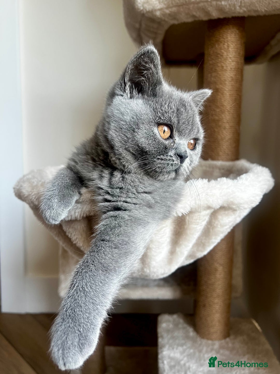 British Shorthair cats for sale: STUNNING pedigree solid blue 7month female kitten  - Image 2