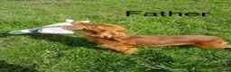 Cocker Spaniel dogs for sale: Beautiful Cocker Spaniel Puppies - Advert 12