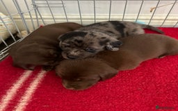 Mixed Breed dogs for sale: Dachshador puppies  - Image 10