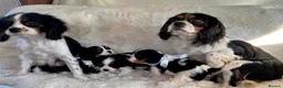 Cavalier King Charles Spaniel dogs for sale: King Charles cavalier puppies - Advert 3