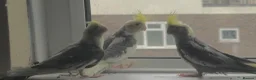 Mixed Breed birds for sale: Baby Cocatiel birds and budgies - Advert 30
