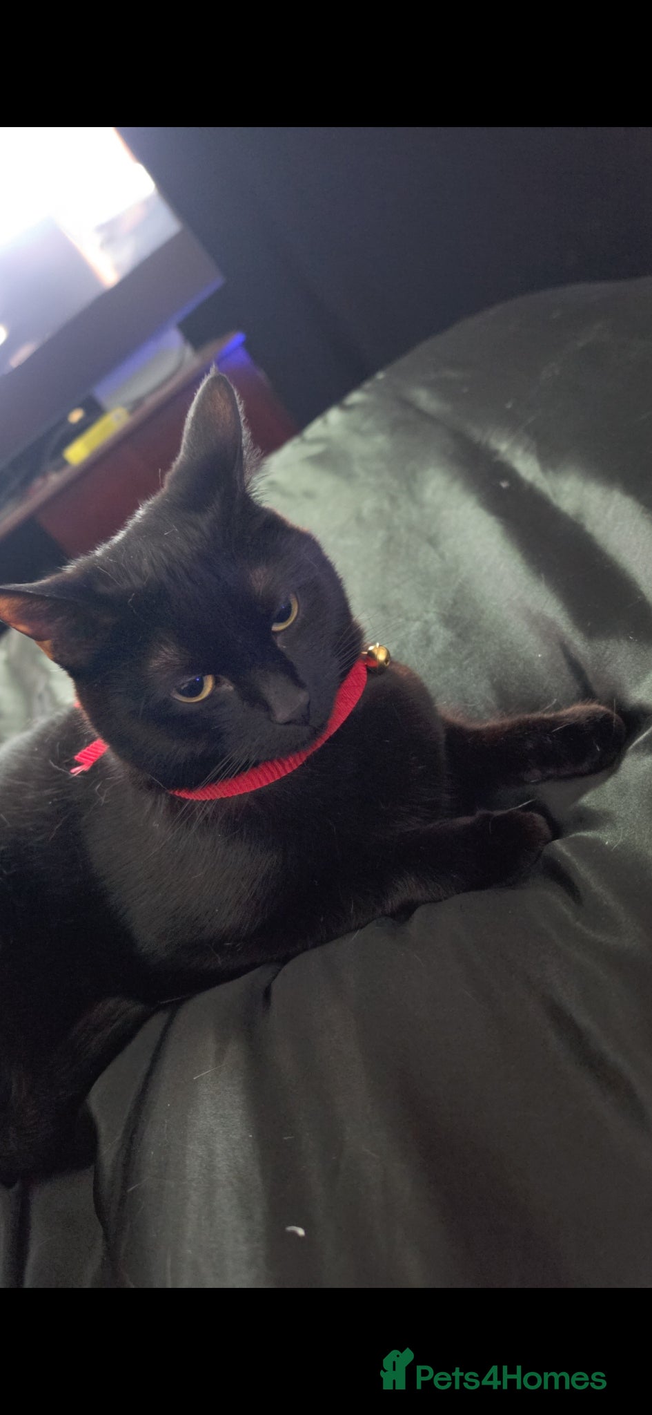 Mixed Breed cats for sale: Large Male 1 year old Black Cat needs a new home - Advert 5