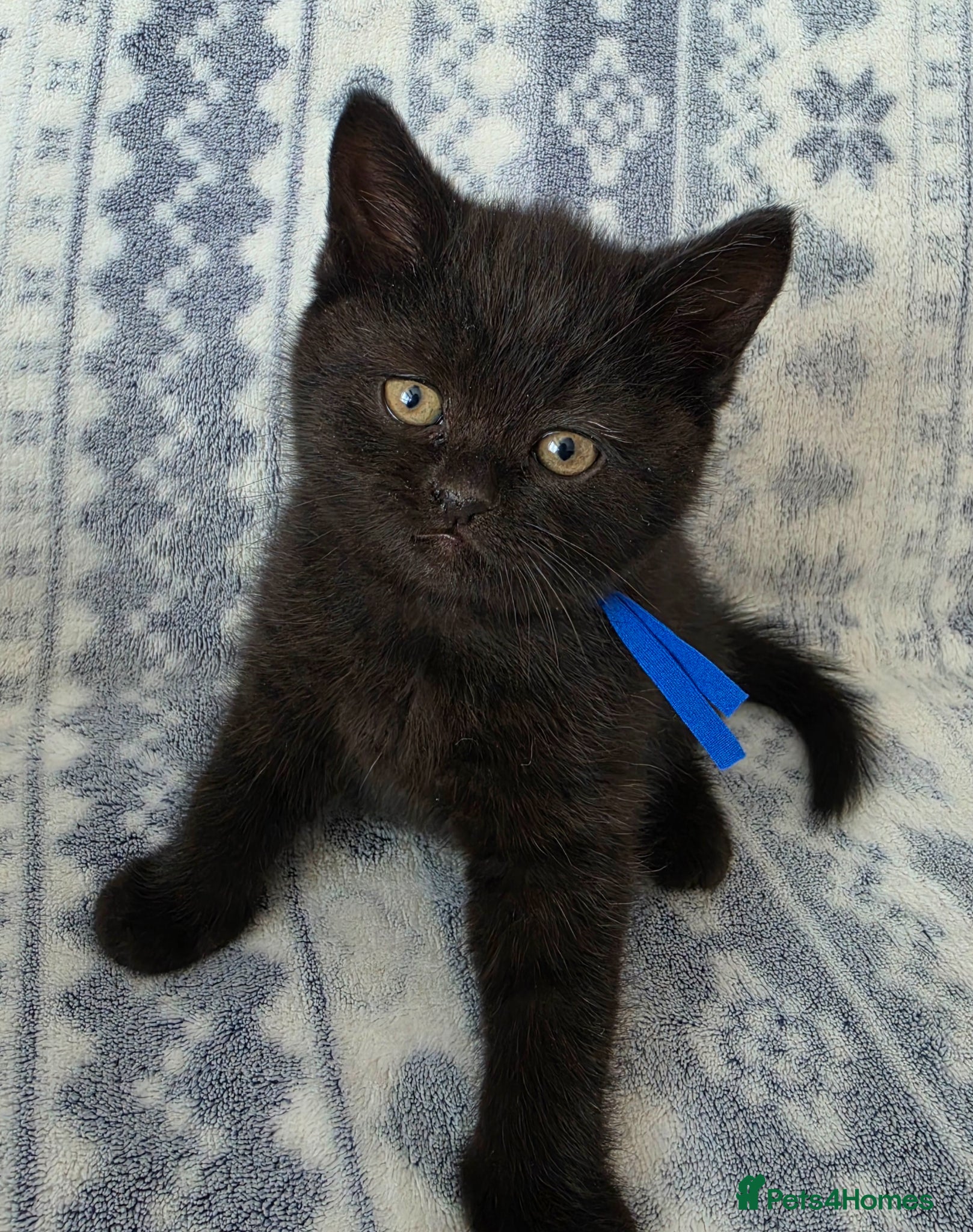 British Shorthair cats British Shorthair - Advert 1