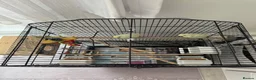 Budgerigars birds for sale: Pair of Beautiful Budgies with Cage and Toy - Advert 7