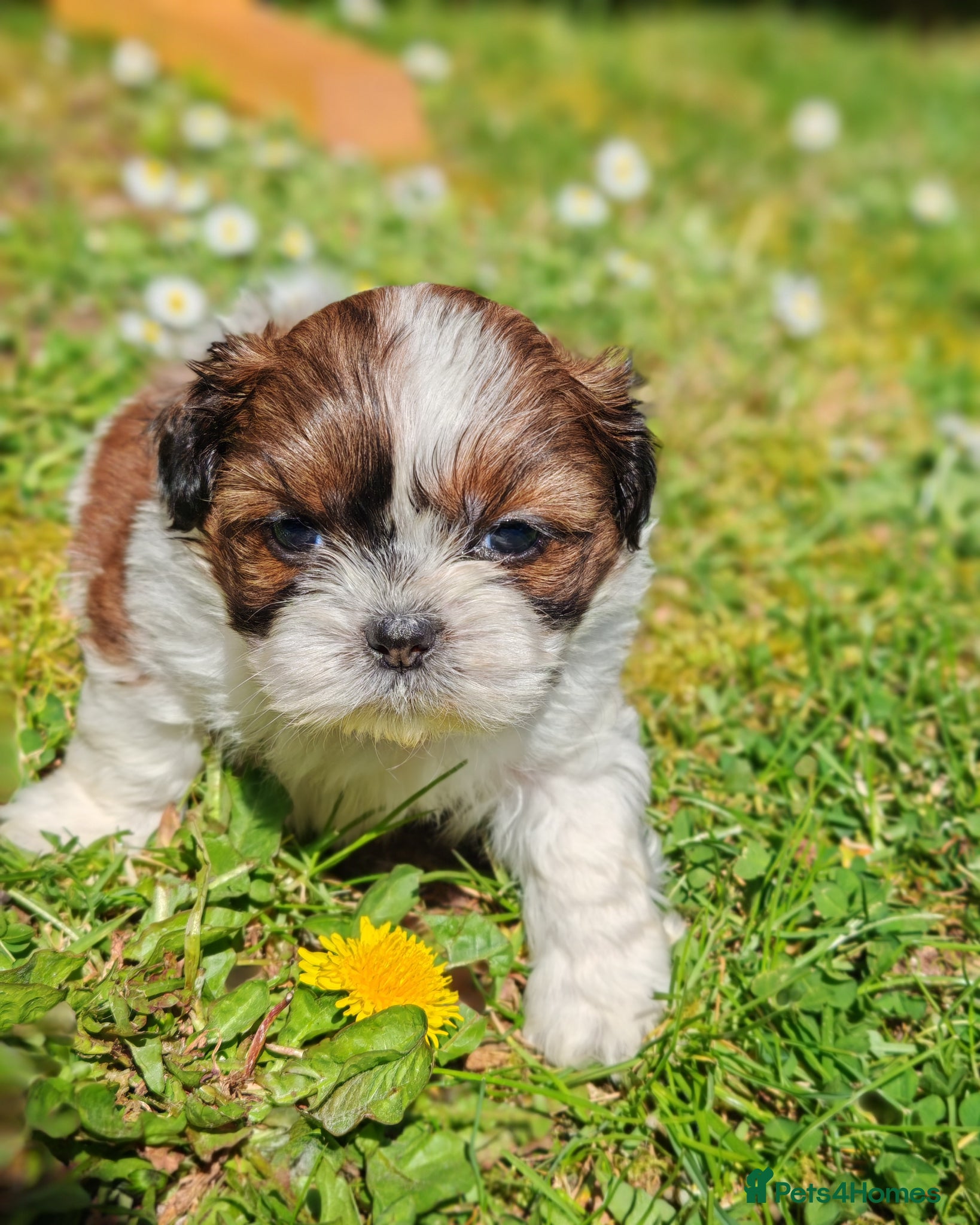 Shih Tzu dogs 💕 Adorable pure bred Shih Tzu puppies 💖  - Advert 2