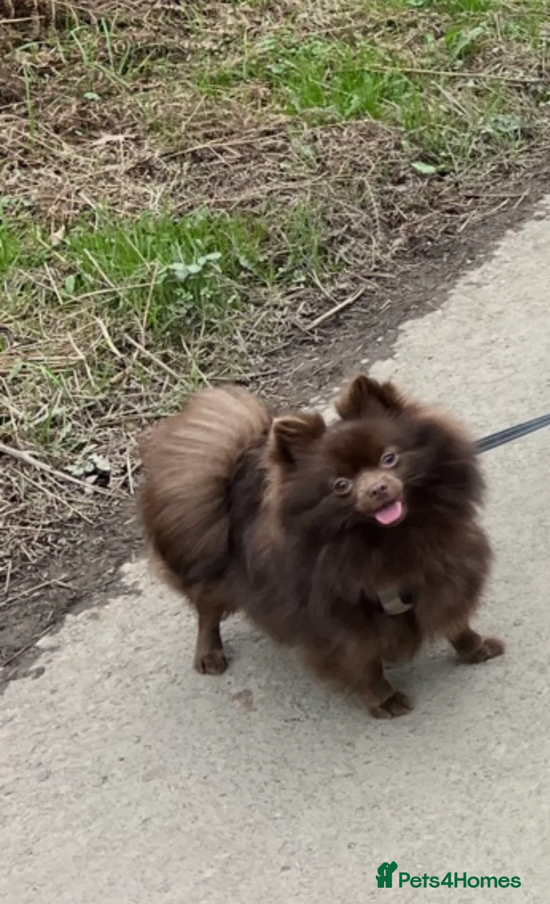 Pomeranian dogs for sale: Rare lilac girl. Amazing colour - Advert 3