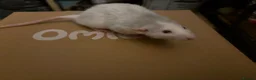 Rat rodents for sale: BEAUTIFUL BABY TAME RATS  - Advert 10