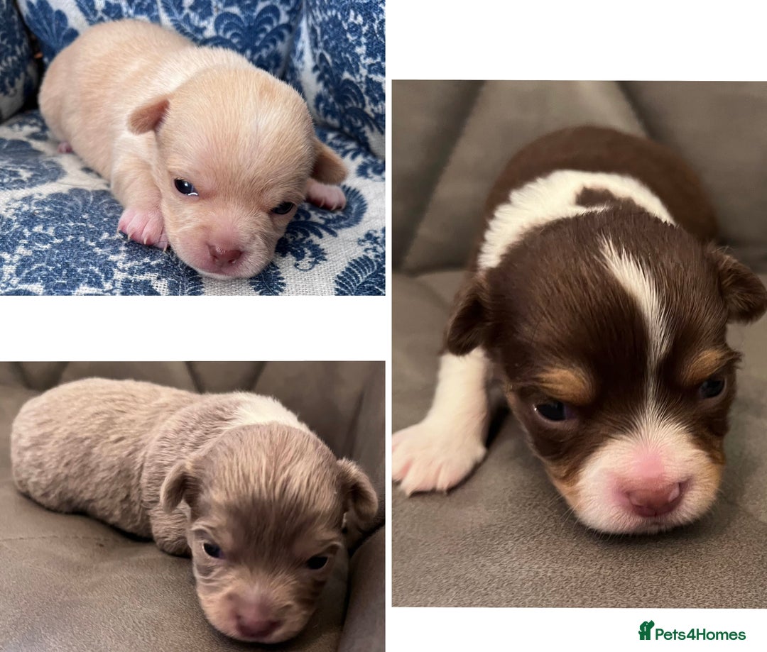 Chihuahua dogs for sale: chihuahua boy puppies  - Advert 4