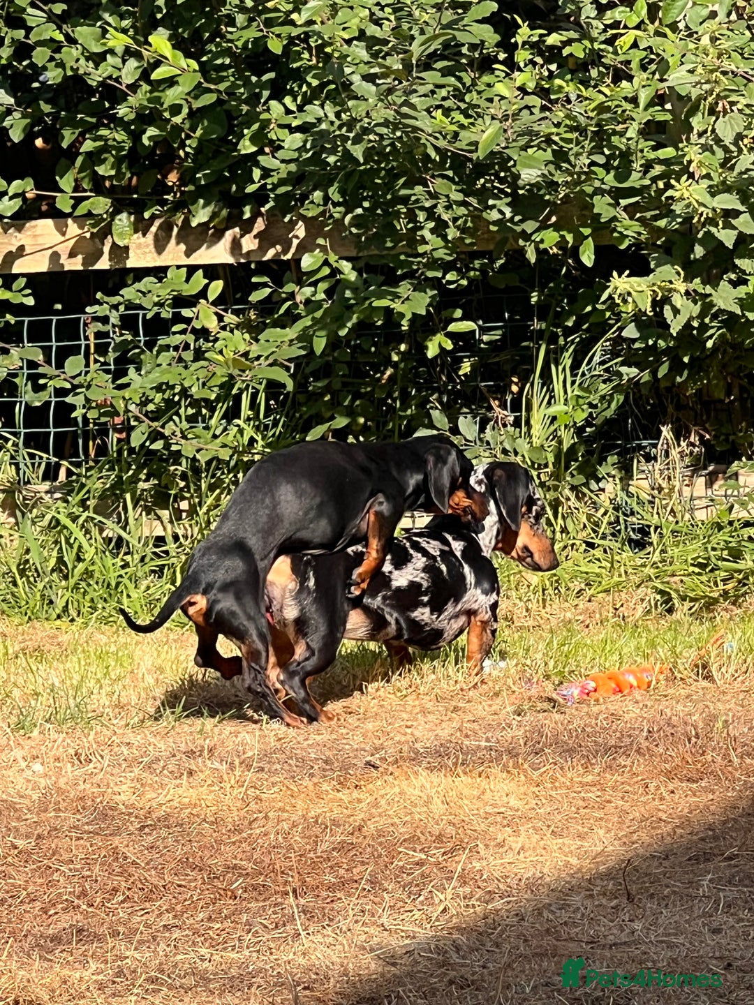 Miniature Dachshund dogs for stud: SLINKY  - Image 5
