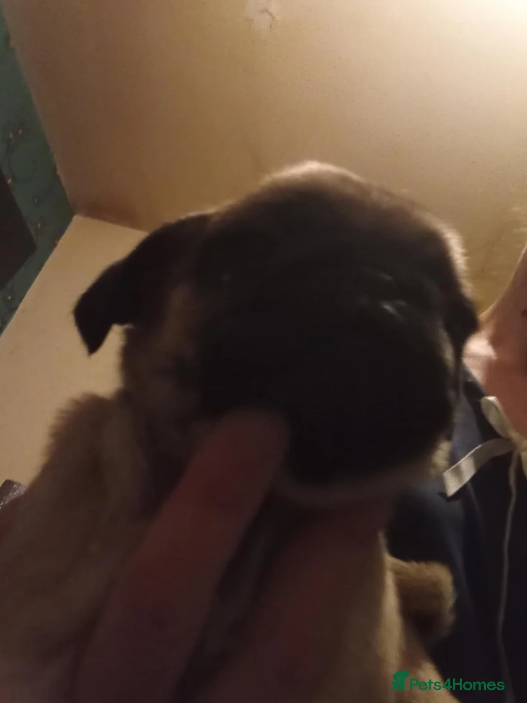 Pug dogs for sale: I have a lovely litter off pug pups for sale  - Advert 16