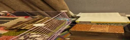 Guinea Pig rodents for sale: Skinny pigs with full set up, ramp, lid & extras - Advert 6