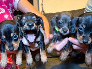 Mixed Breed dogs for sale: Adorable Doxiepoo Puppies for Sale - Advert 1
