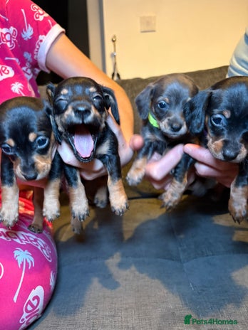 Mixed Breed dogs Adorable Doxiepoo Puppies for Sale - Advert 1