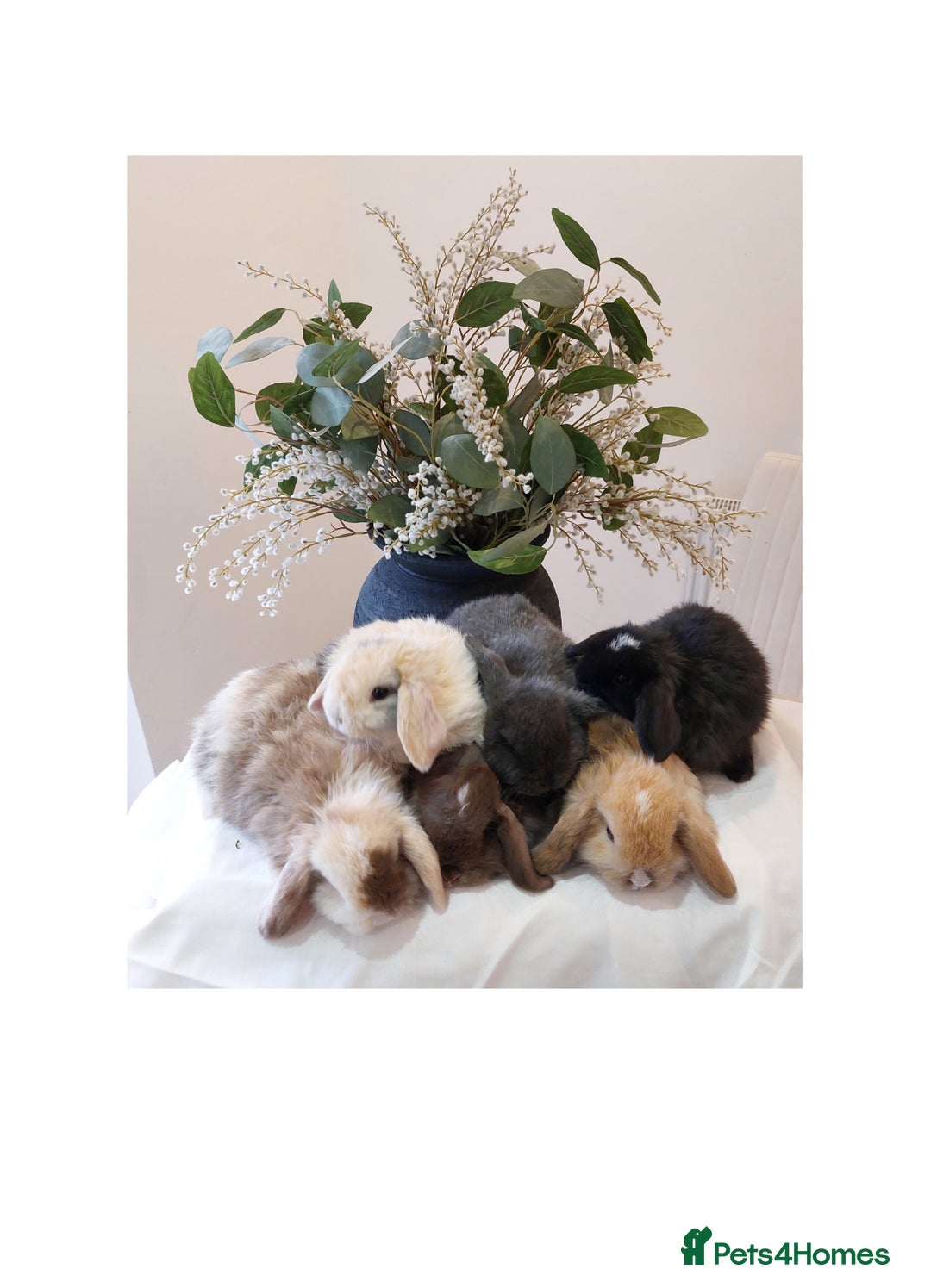 Mini Lop rabbits for sale: Stunning Mini Lop Baby Rabbits - Advert 1