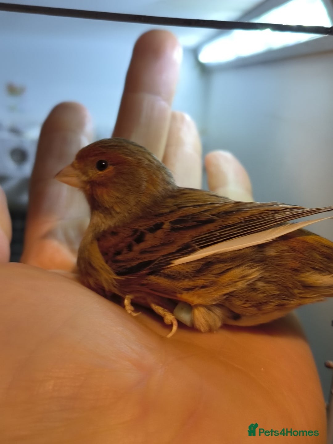 Canaries birds for sale: 5 beautiful 2025 canaries  - Advert 7