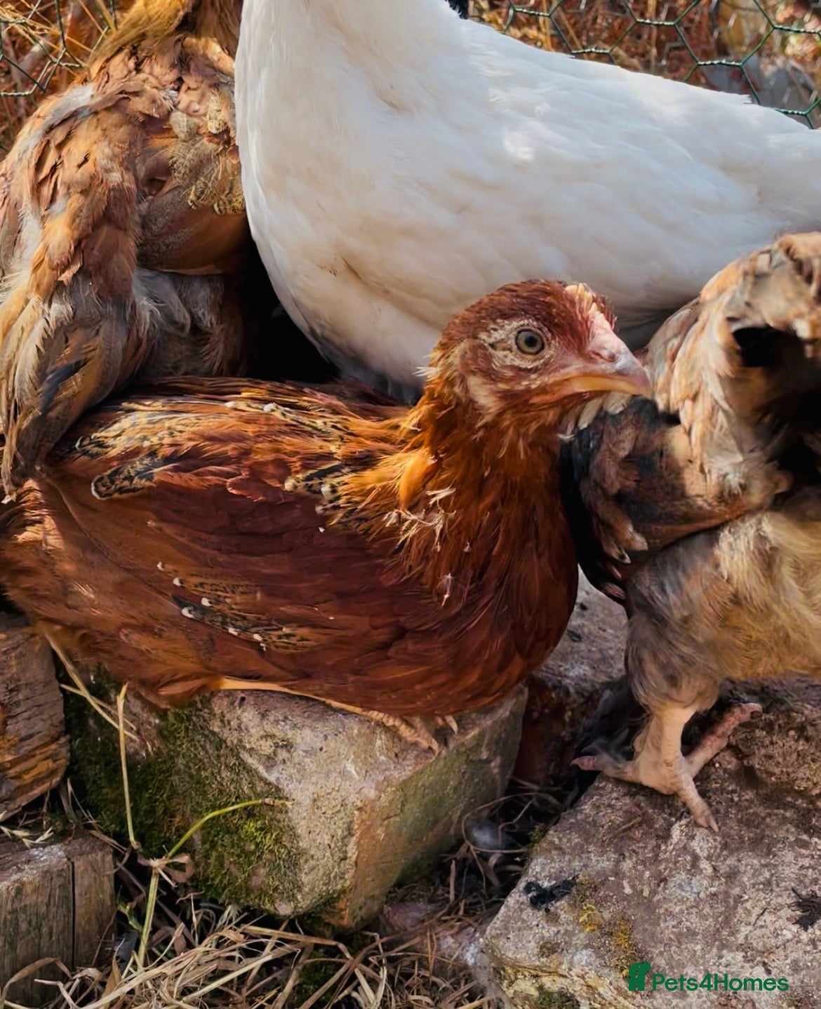 Chickens poultry Young Hens looking for a lovely home  - Advert 2