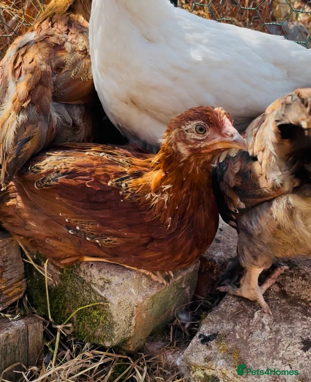 Chickens poultry for sale: Young Hens looking for a lovely home  - Advert 2