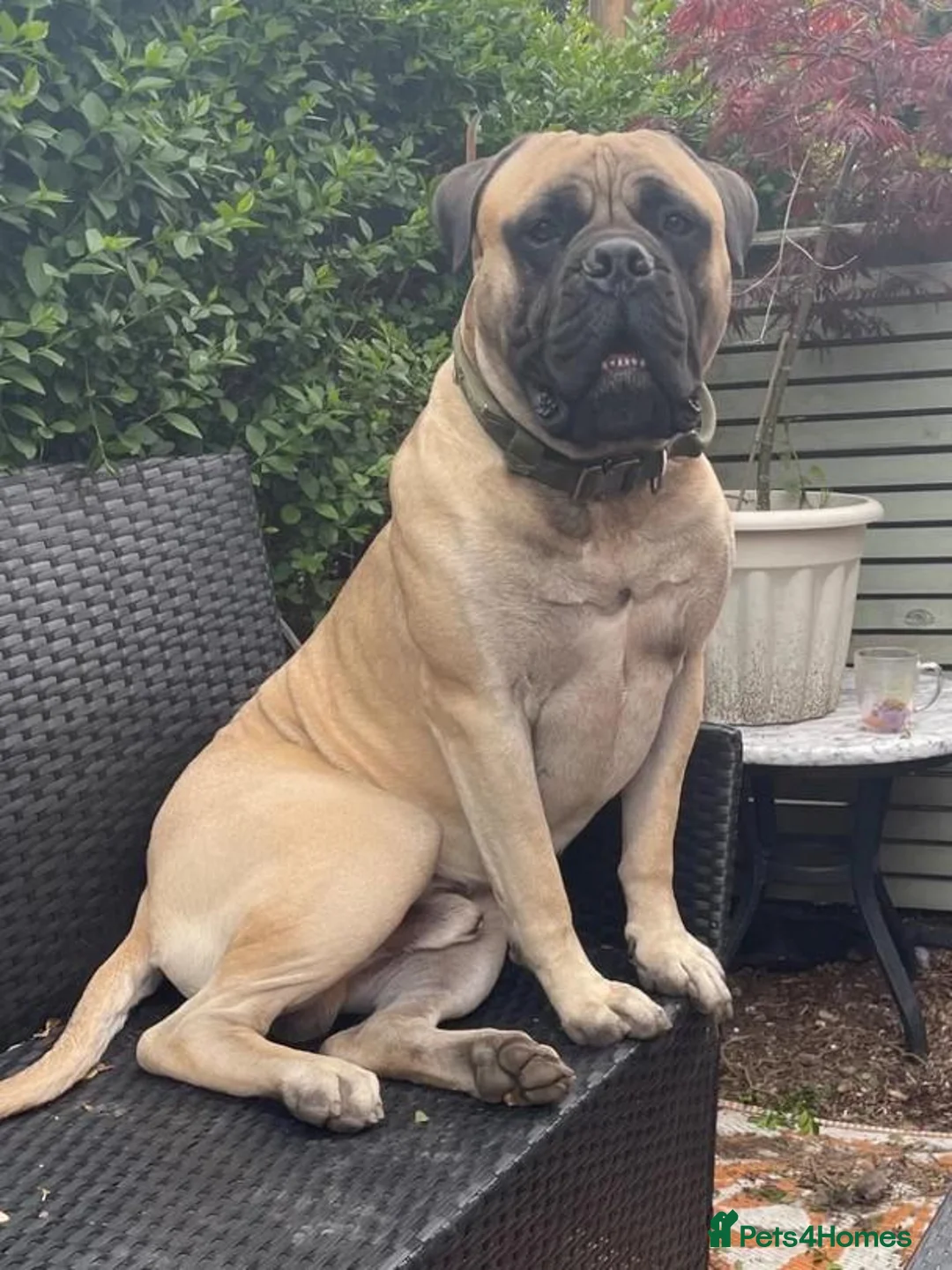 Bullmastiff dogs for sale: Beautiful Healthy Bullmastiff Puppies in Holmfirth - Advert 7