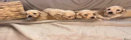 Miniature Dachshund dogs for sale: Here my 4 beautiful miniature dachshund - Advert 5