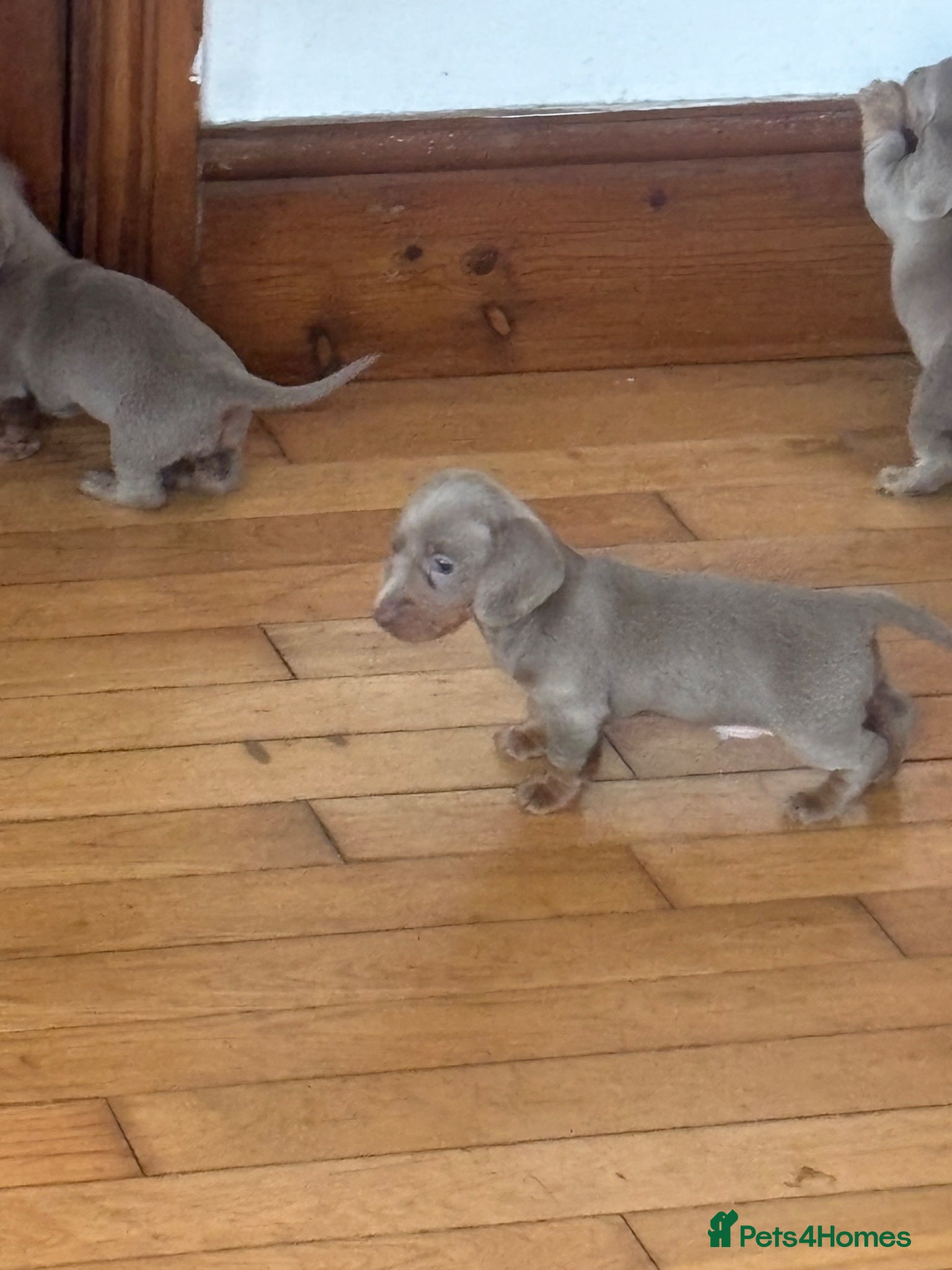 Miniature Dachshund dogs Miniature dachshund  - Advert 1