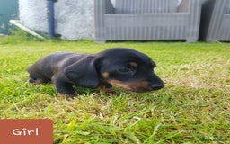 Dachshund dogs for sale: READY NOW Dachshund Puppies - Image 21