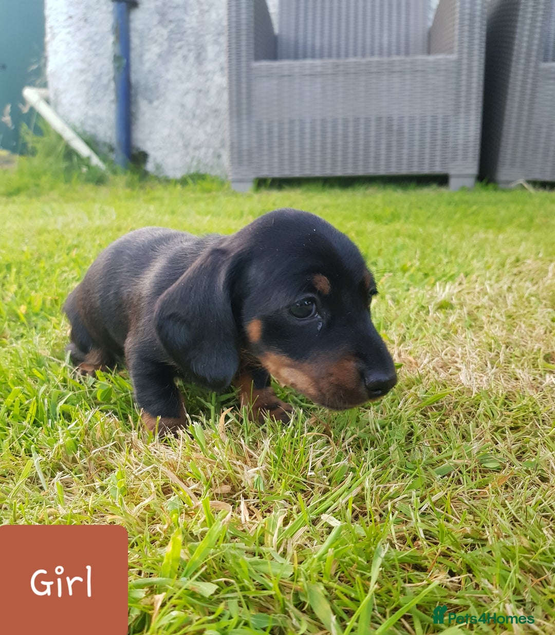 Dachshund dogs for sale: READY NOW Dachshund Puppies - Image 21