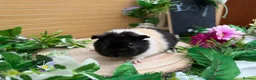 Guinea Pig rodents for sale: 5 baby male teddy guineapigs AVAILABLE  - Advert 5