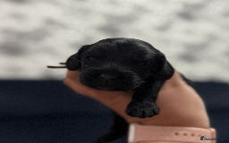 Cockapoo dogs for sale: Mirabelle's Enchanting Pups ✨ - Image 12