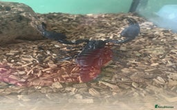 Leopard Gecko reptiles for sale: Reptiles - Image 7
