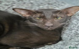 Oriental cats for sale: Oriental havana male for sale - Image 3