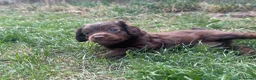 Cockapoo dogs for sale: Adorable cockapoo puppies  - Advert 8