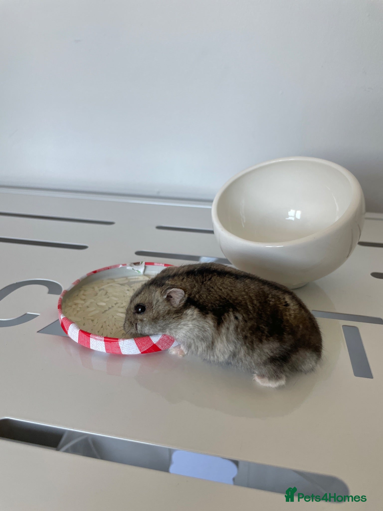 Hamster rodents One year old male dwarf hamster - Advert 1