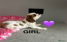 Cavalier King Charles Spaniel dogs for sale: Blenheim cavalier King Charles puppies - Image 6