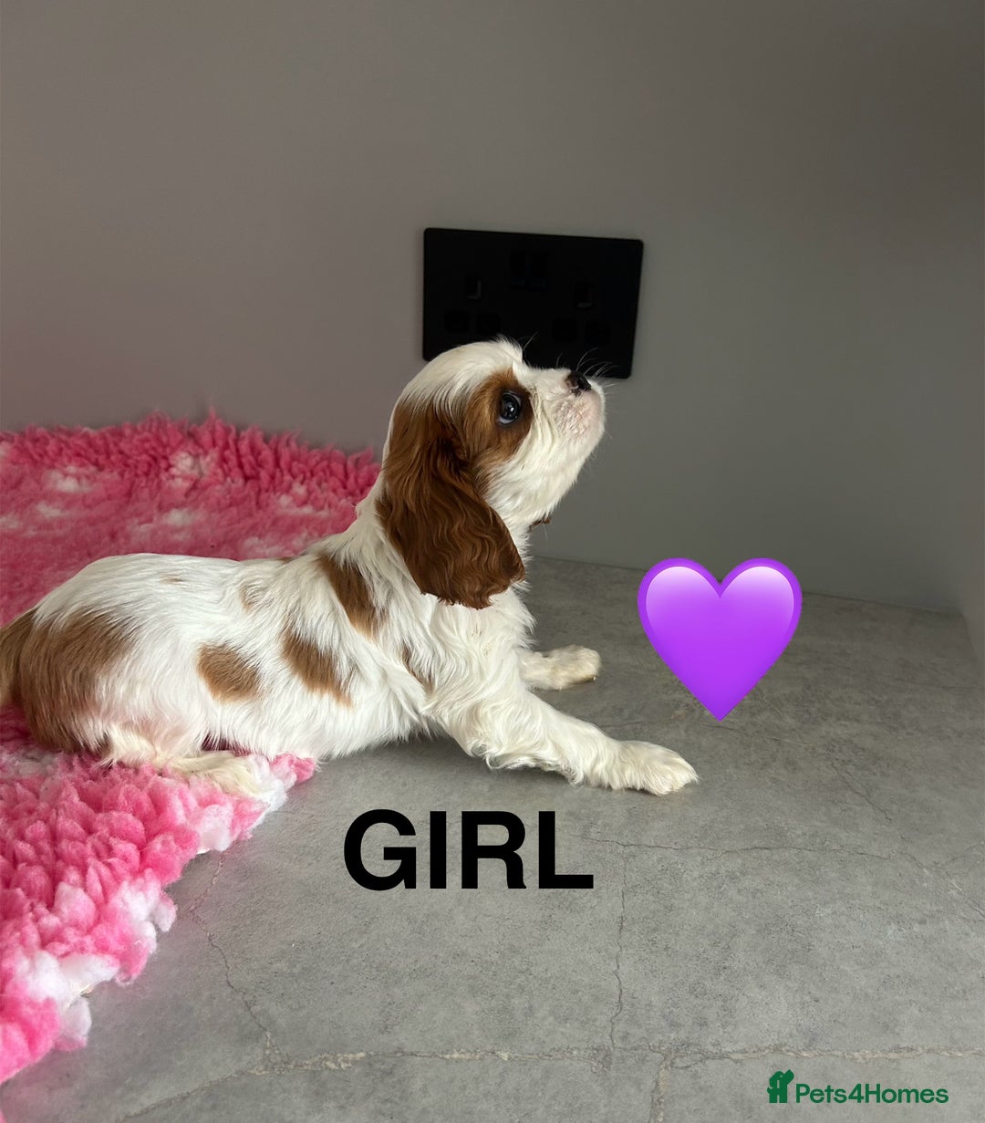 Cavalier King Charles Spaniel dogs for sale: Blenheim cavalier King Charles puppies - Image 6