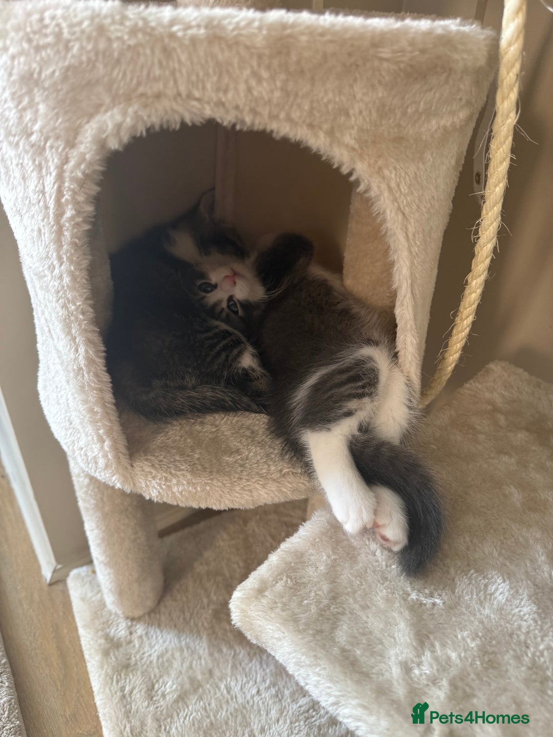 Mixed Breed cats for sale: Two lovely boys - Image 20