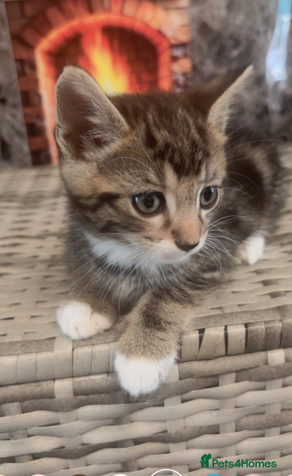 Mixed Breed cats Bengal  - Advert 2