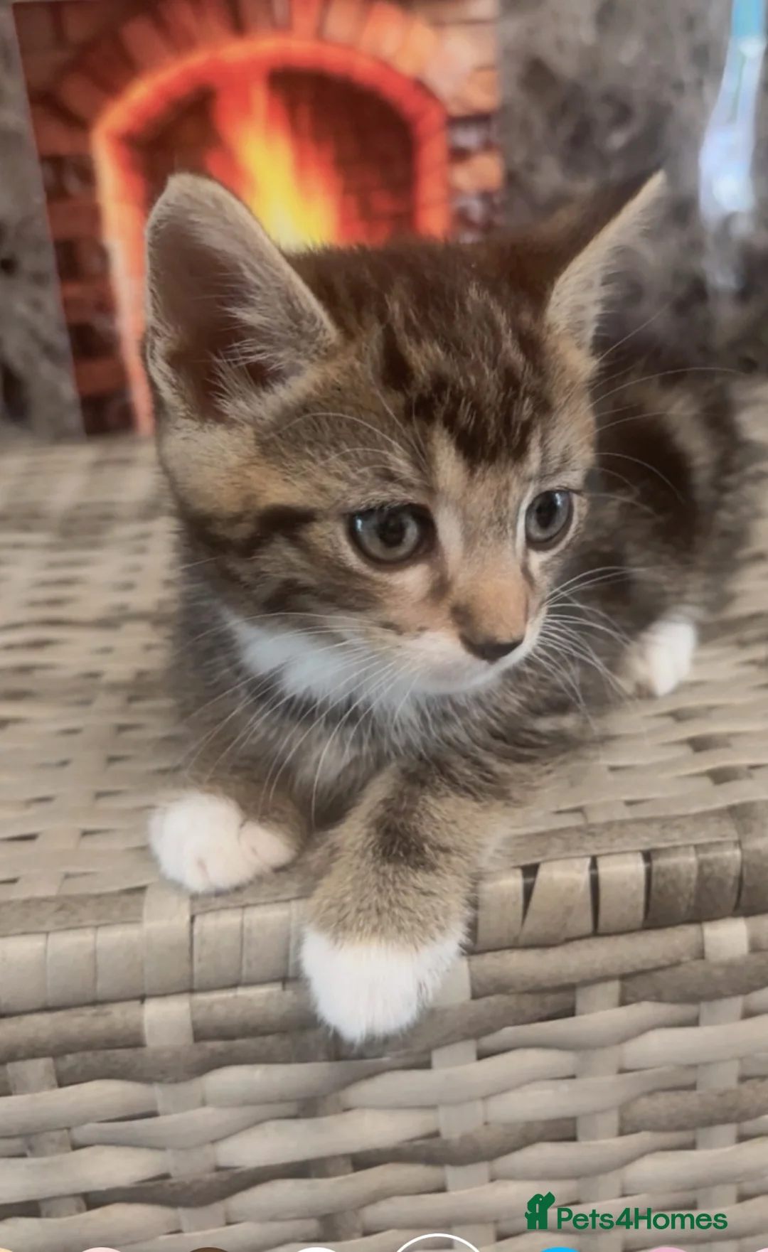 Mixed Breed cats for sale: Bengal  - Advert 1