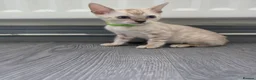 Bengal cats for sale: ACTIVE SNOW BENGAL KITTEN BLUE EYES TICA REGISTER - Advert 13