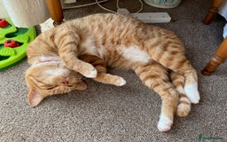 Mixed Breed cats for sale: Ginger & White Young Male Cat looking forever home - Advert 10