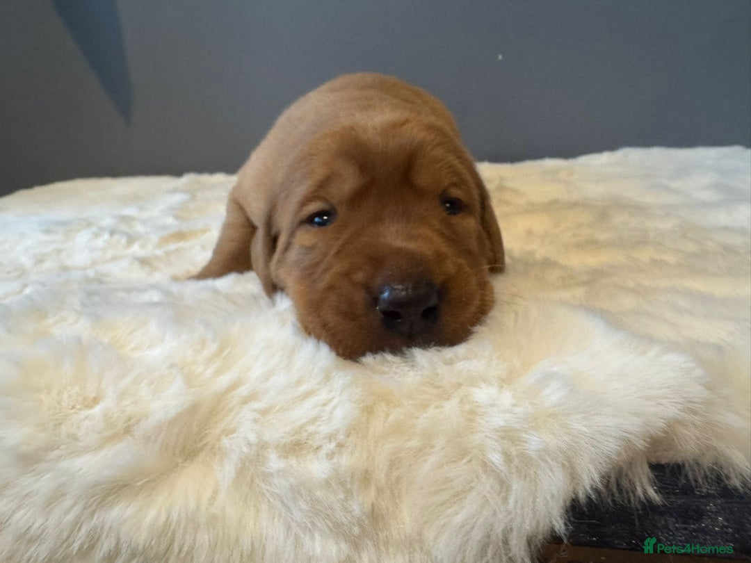 Labrador Retriever dogs for sale: KC REGISTERED FOX RED LABRADOR PUPPY  - Image 18