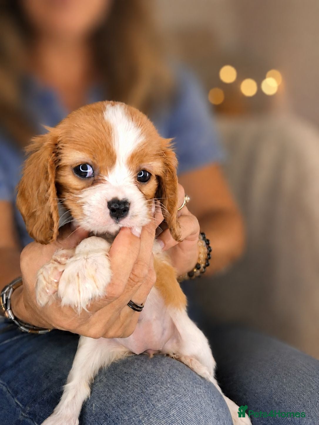 Cavalier King Charles Spaniel dogs 1 Tricolour Boy & 1 Blenheim Girl - Advert 2