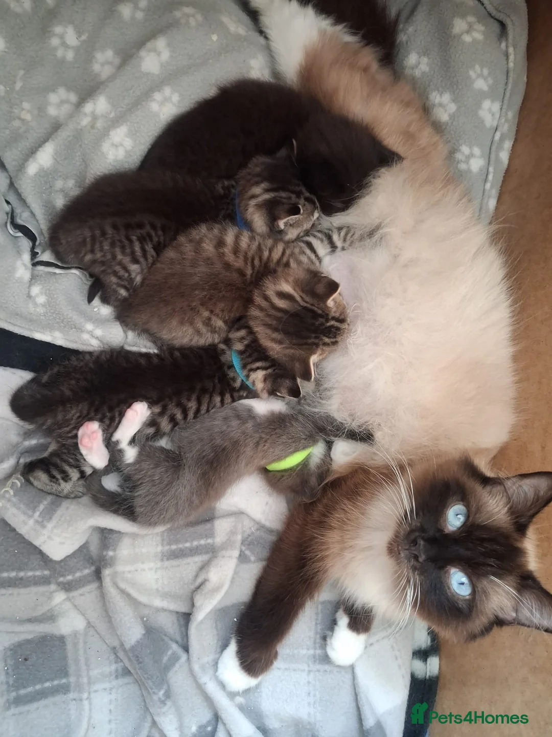 Mixed Breed cats for sale: Beautiful Ragdoll cross Kittens - Advert 2