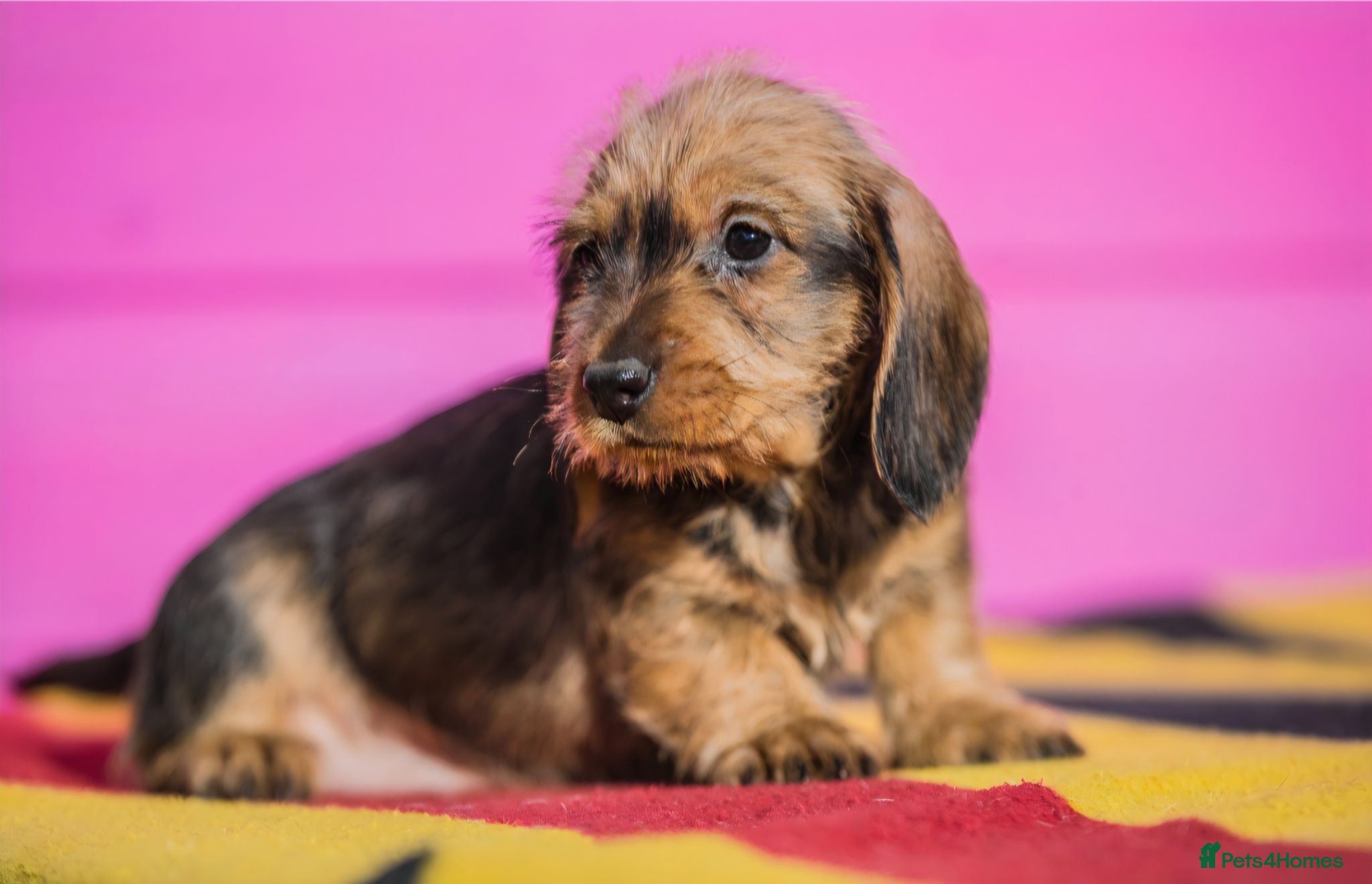 Dachshund dogs KC Reg Standard Wire-haired Dachshund Puppies - Advert 2