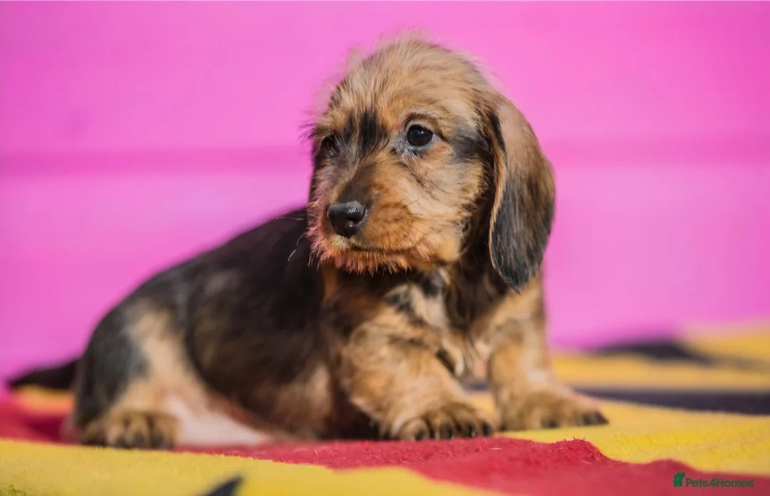 Dachshund dogs for sale: KC Reg Standard Wire-haired Dachshund Puppies - Advert 2