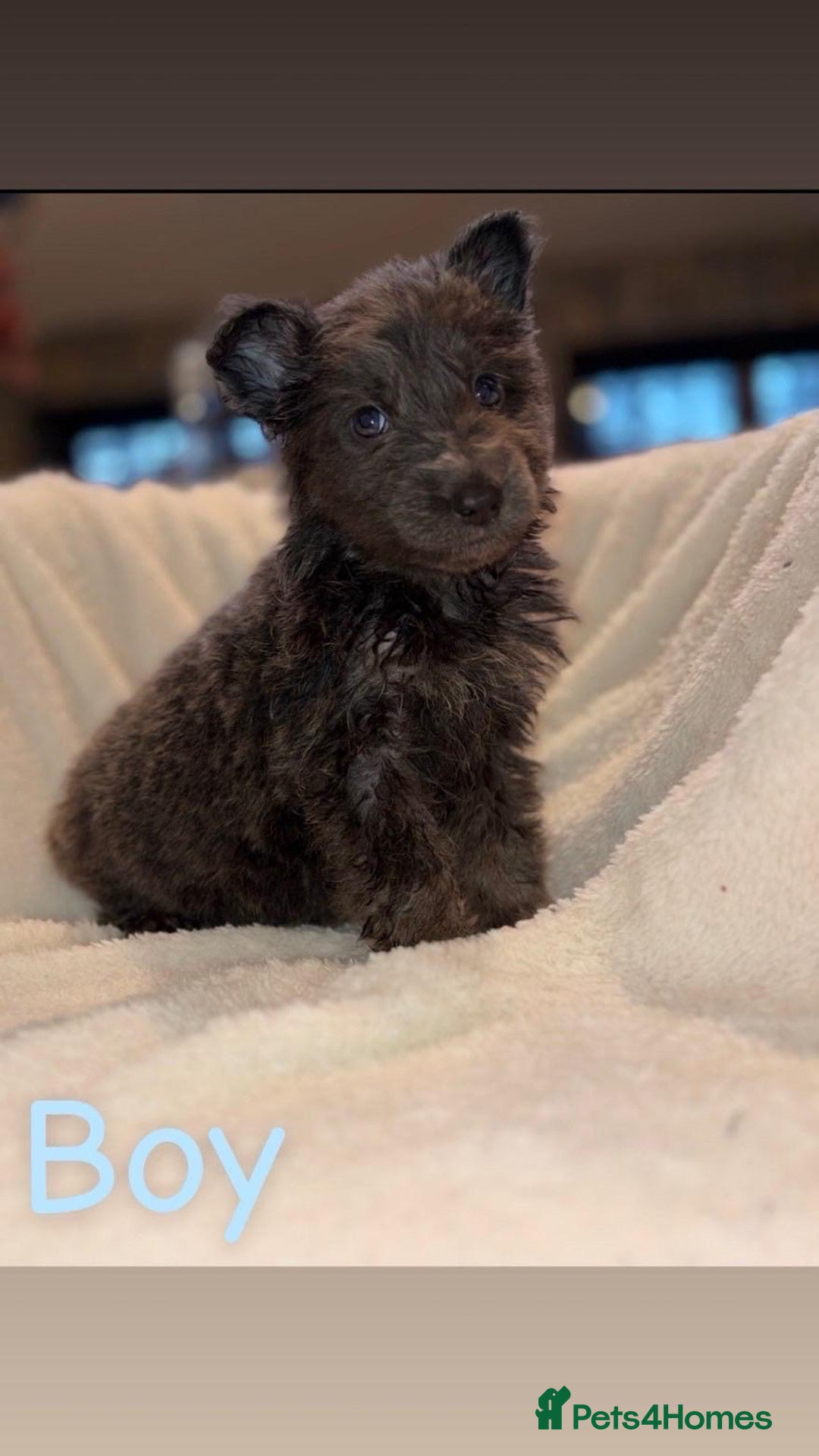 German Shepherd dogs for sale: 10 beautiful German shepherd puppies for sale  - Advert 12