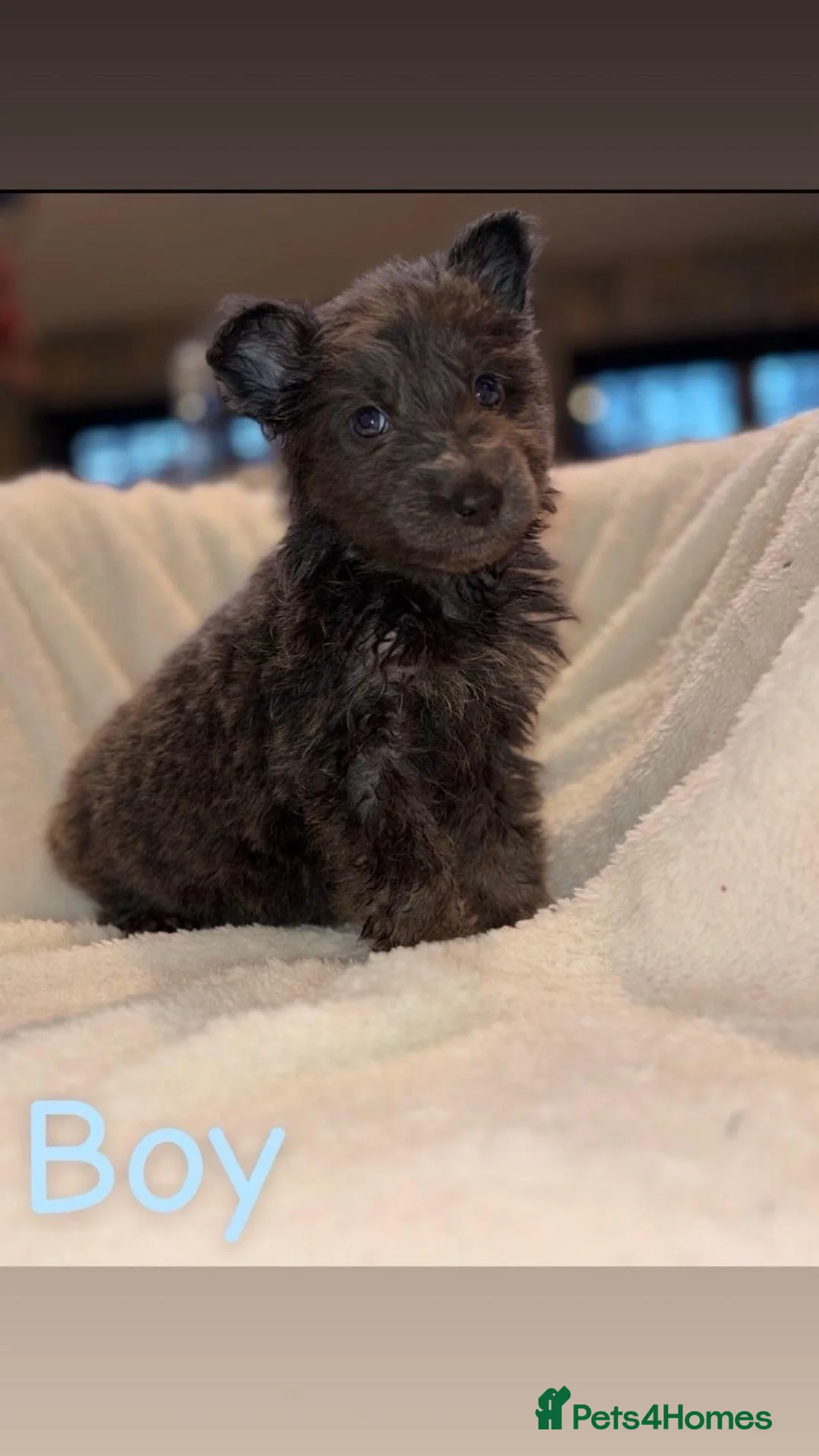 German Shepherd dogs for sale: 5 beautiful German shepherd puppies for sale  - Advert 12