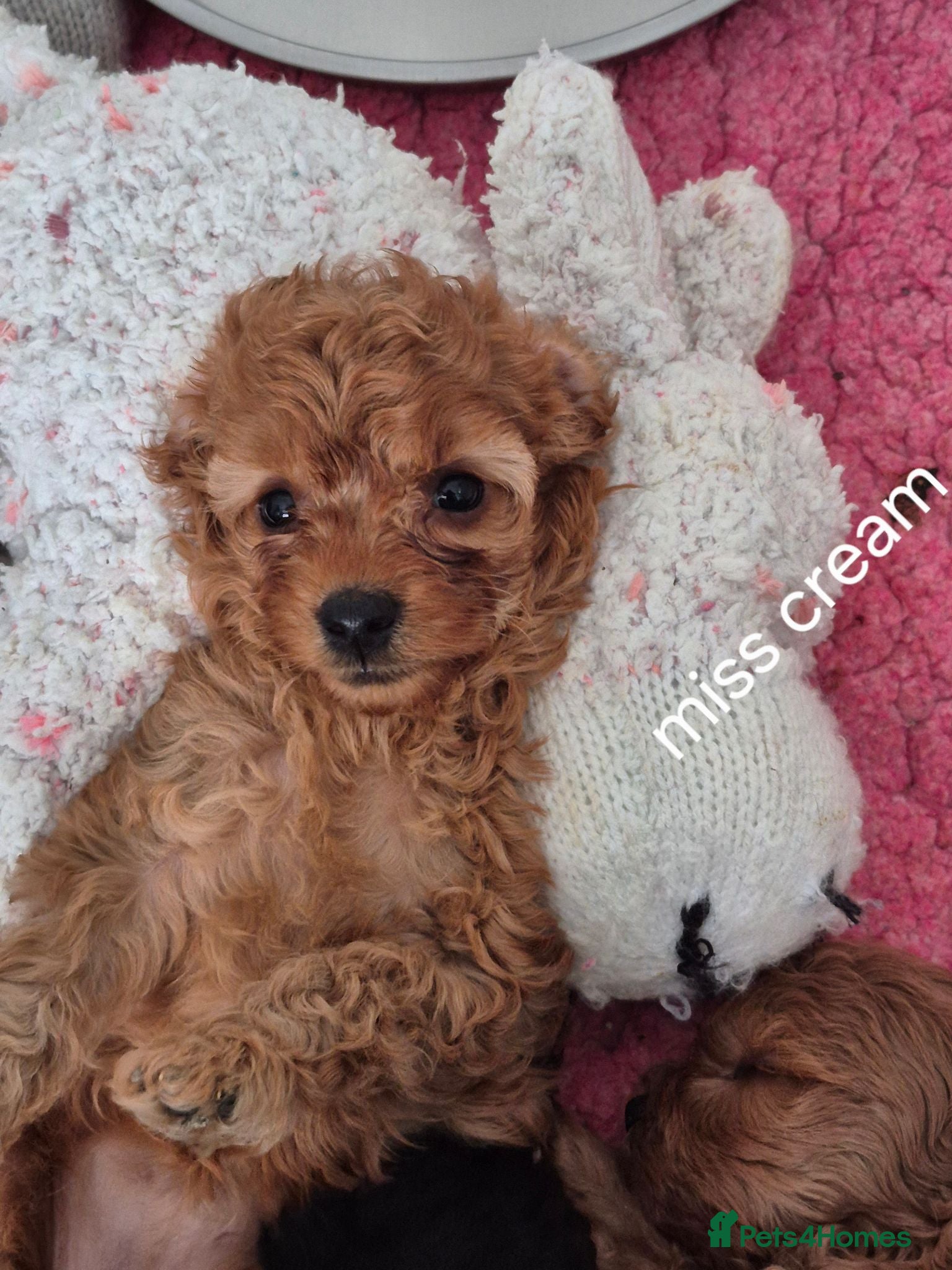 Cavapoo dogs Amazing Miniature cavapoo f1b puppies - Advert 1