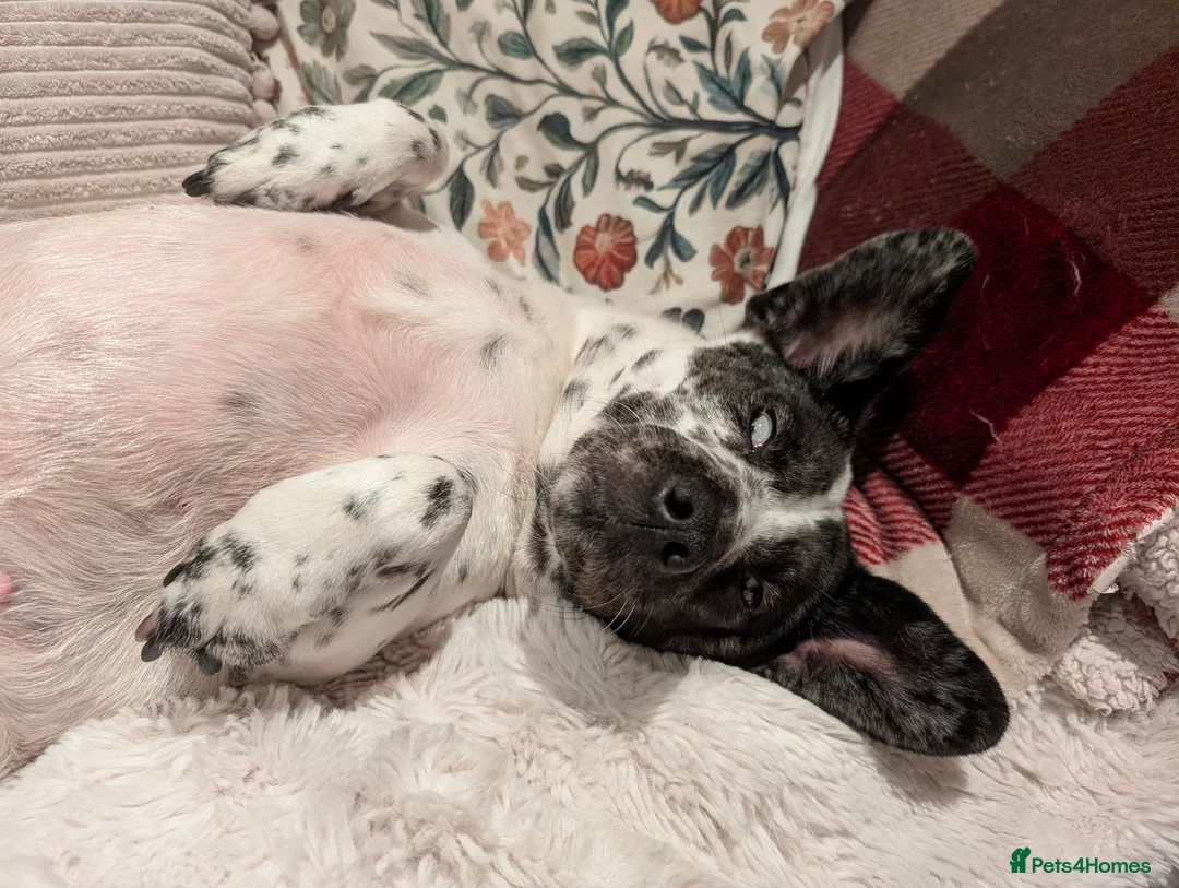 Mixed Breed dogs for sale: Annie is looking for her forever home  in Harlow - Advert 4